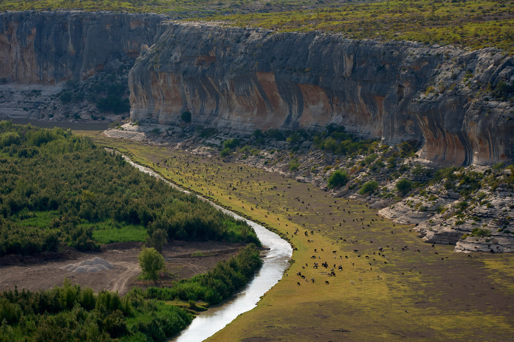 Goats graze along the Pecos river near it's confluence with the Rio Grande river at the border with Mexico, Friday, Sept. 25, 2026, near Comstock, Texas. (AP Photo/John Locher)
