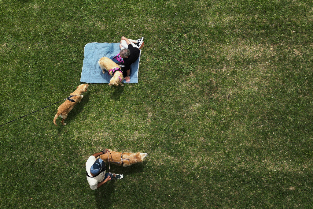 Golden Retrievers gather at a Palermo neighborhood park as people try to set a world record of most Golden Retrievers gathered in a park, in Buenos Aires, Argentina, Monday, Dec. 8, 2025. (AP Photo/Natacha Pisarenko)