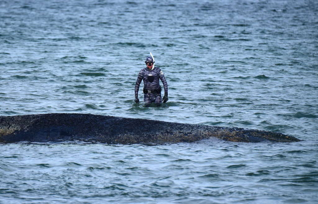 Robert Marc Lehmann, biologist, examines a stranded whale in the Baltic Sea in Timmendorfer Strand, Germany, Thursday, March 26, 2026. (Daniel Bockwoldt/dpa via AP)