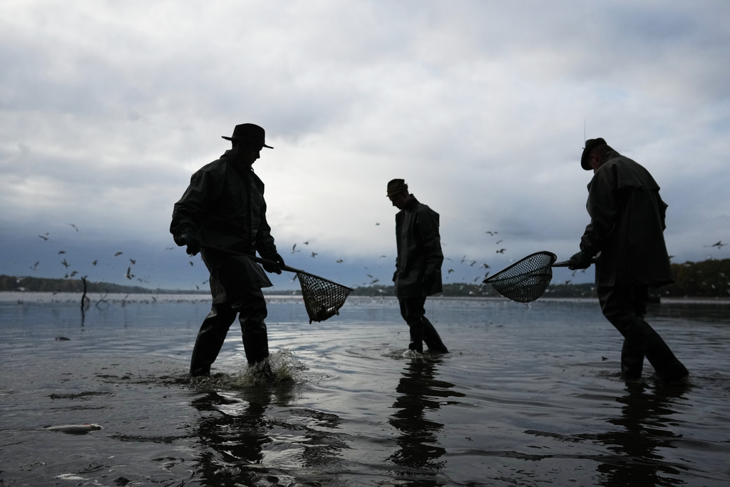 Fishermen take part in a traditional fish haul of the Rozmberk pond near the town of Trebon, Czech Republic, Friday, Oct. 17, 2025. (AP Photo/Petr David Josek)