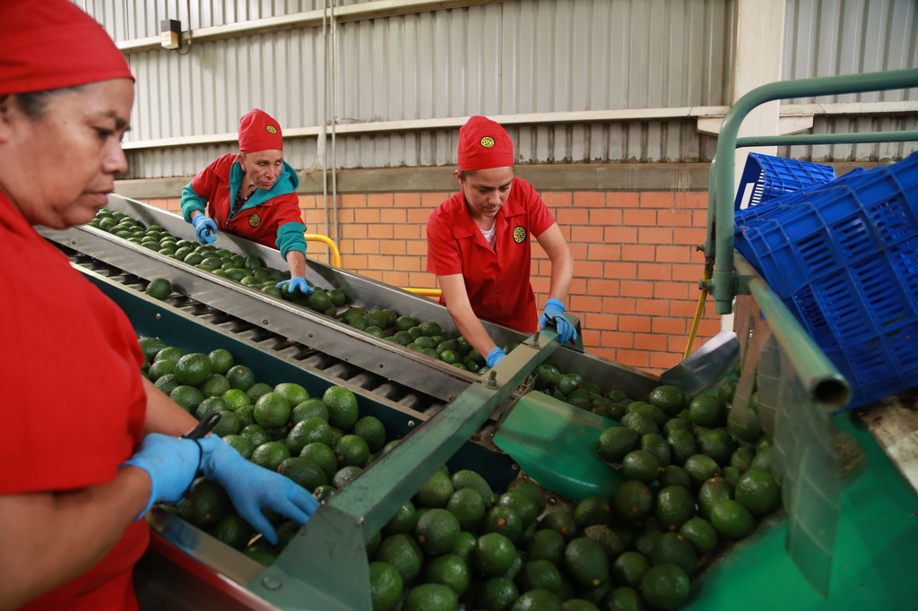 Workers sort avocados at a packing plant in Tacambaro, Mexico Thursday, Aug. 13, 2026. (AP Photo/Armando Solis)