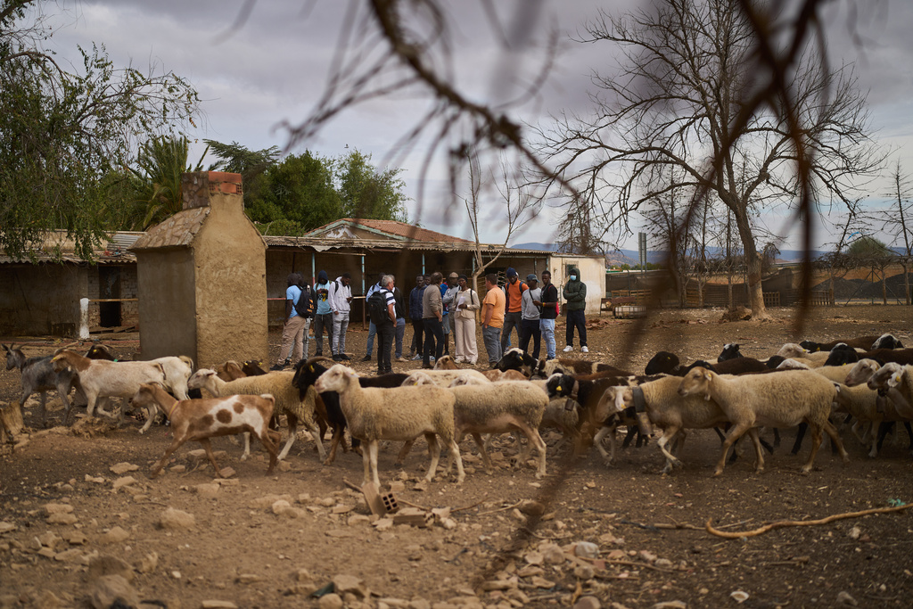 African students visit a sheep farm during a practical class on sheep care in Malagón, central Spain, Friday, Oct. 10, 2025. (AP Photo/Bernat Armangue)