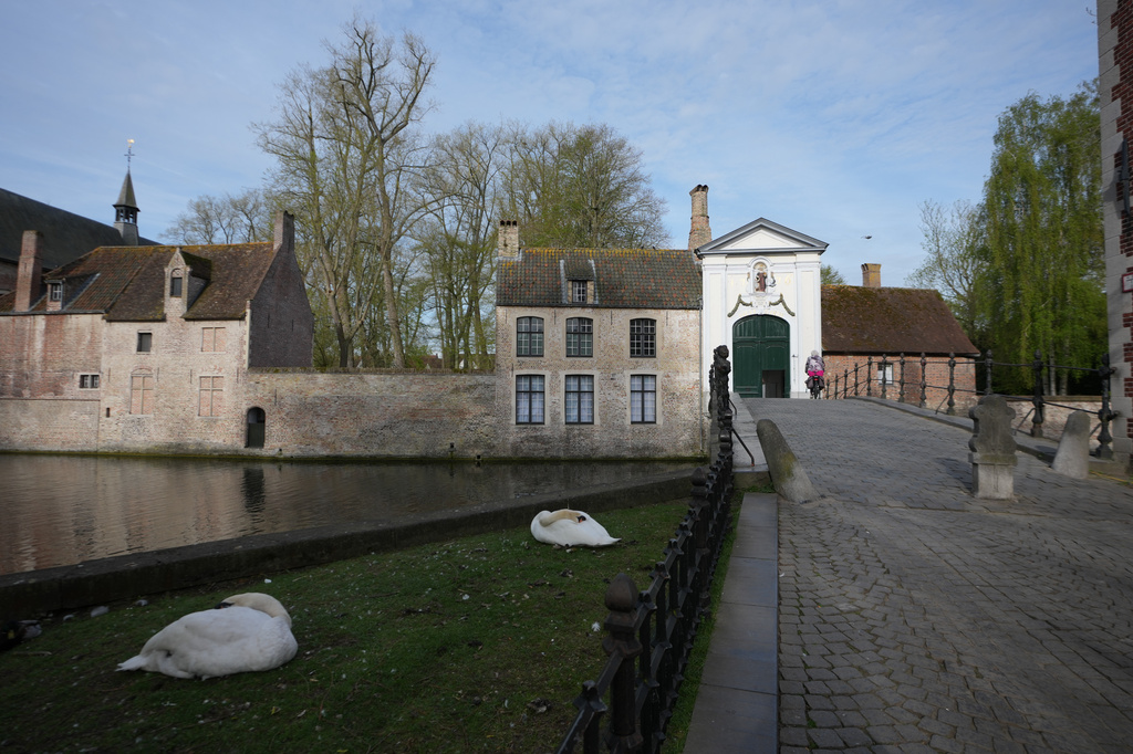 Swans sleep outside the gate of the Beguinage Ten Wijngaerde in Bruges, Belgium, Wednesday, April 15, 2026. (AP Photo/Virginia Mayo)