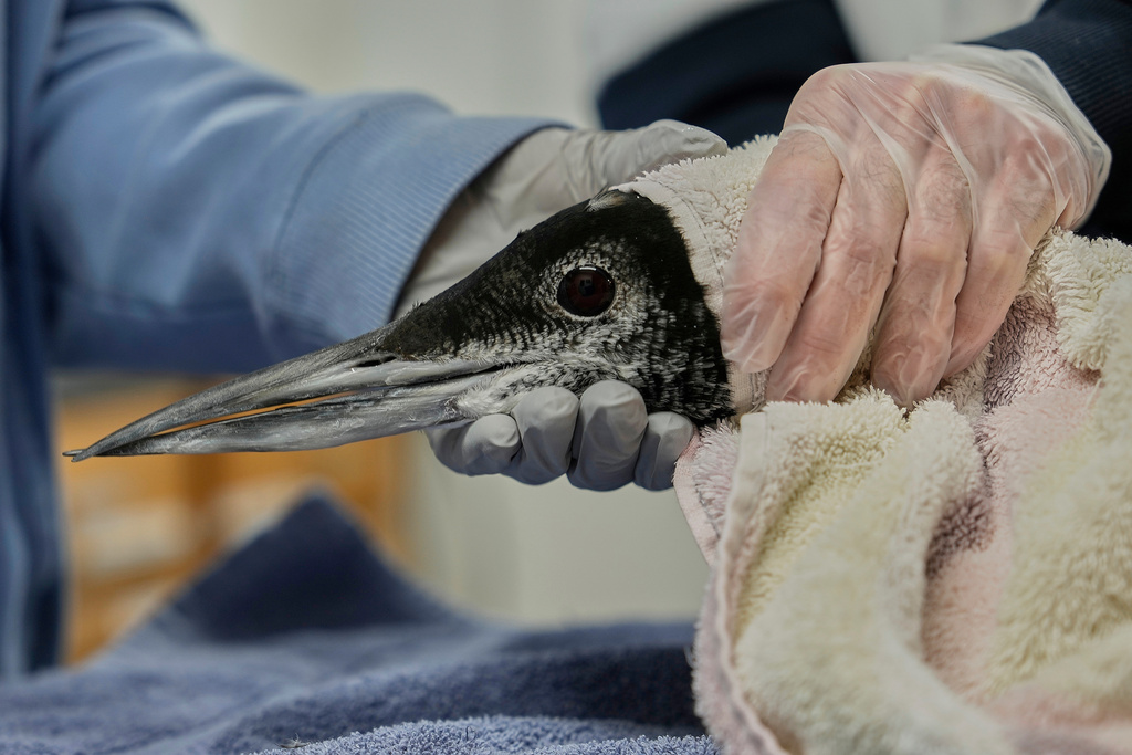 A rescued loon is held by medical staff during an examination at Avian Haven, a bird rehabilitation clinic, Tuesday, Dec. 9, 2025, in Freedom, Maine. (AP Photo/Robert F. Bukaty)