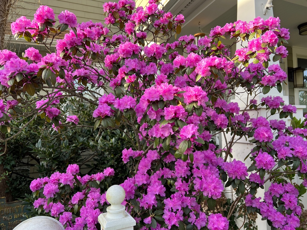 This April 18, 2025, image provided by Jessica Damiano shows a rhododendron in bloom on Long Island, N.Y. Gardeners can transplant spring- and early summer-blooming plants like rhododendrons in fall but should wait until spring to relocate late-summer and fall bloomers. (Jessica Damiano via AP)