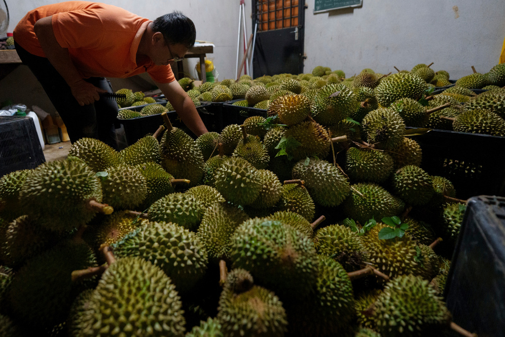A worker sorts freshly harvested durians at a durian farm collection point in Karak, Pahang state, Malaysia, Tuesday, June 23, 2026. (AP Photo/Vincent Thian)
