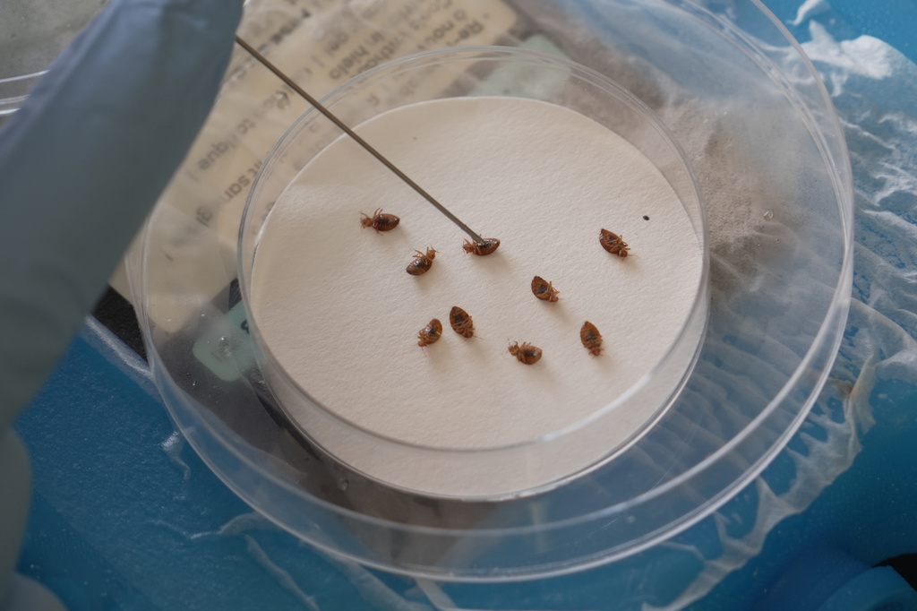 Assistant Professor Christopher Hayes uses a probe to turn over anaesthetized bedbugs in his Structural Pest Research Lab at North Carolina State University in Raleigh, N.C., on Monday, Aug. 3, 2026. (AP Photo/Allen G. Breed)