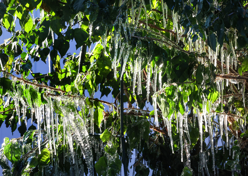 Icicles hang off a freeze-damaged bougainvillea in Maitland, Fla., early Monday, Feb. 2, 2026. (Joe Burbank/Orlando Sentinel via AP)