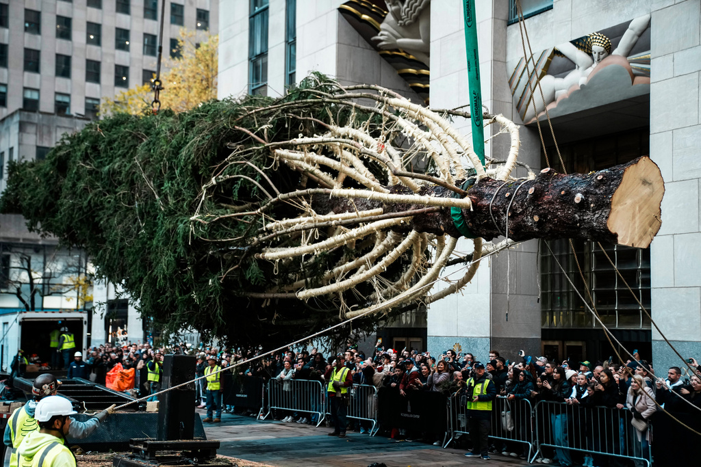 The Rockefeller Center Christmas tree is lifted at Rockefeller Plaza, Saturday, Nov. 8, 2025, in New York. (AP Photo/Eduardo Munoz Alvarez)