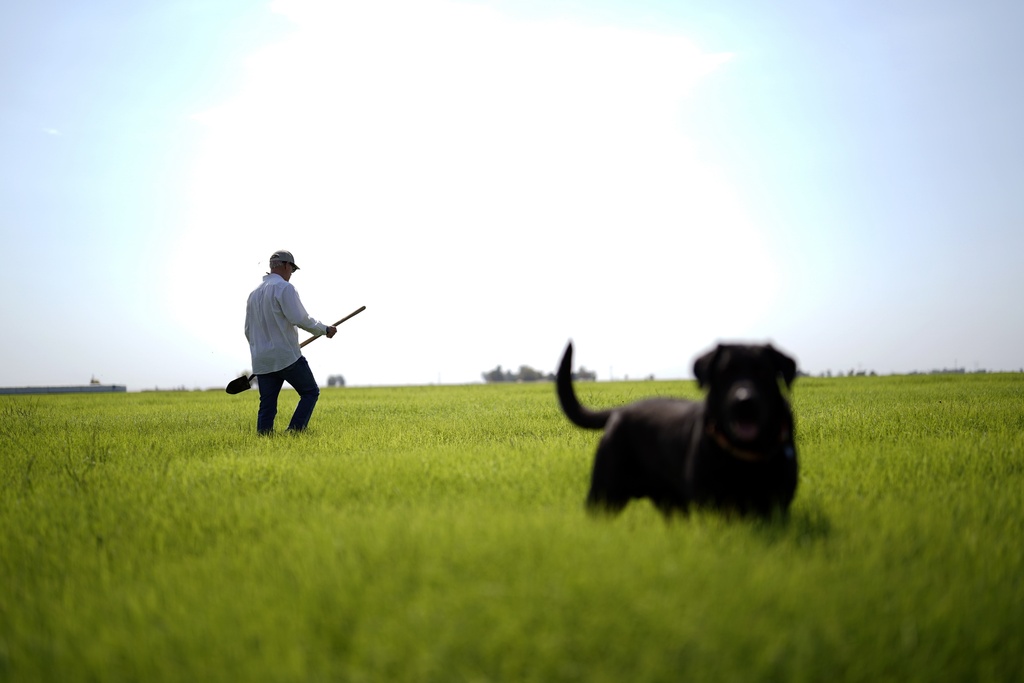 FILE - Farmer Larry Cox walks in a field of Bermudagrass with his dog, Brodie, at his farm Aug. 15, 2022, in Imperial Valley near Brawley, Calif. (AP Photo/Gregory Bull, File)