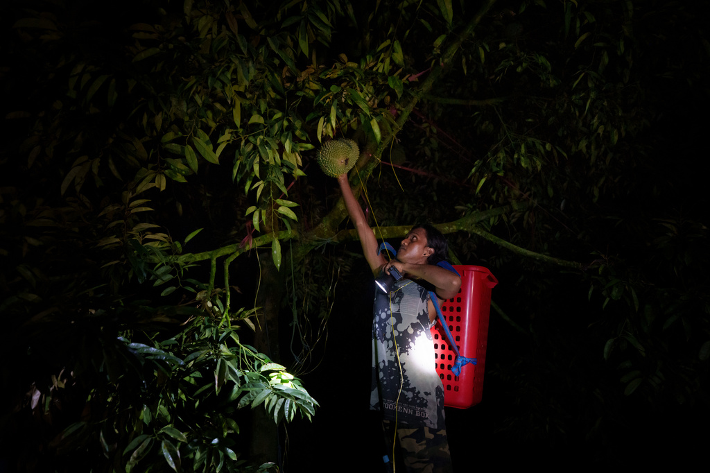 A worker sorts freshly harvested durians at a farm collection point in Karak, Pahang state, Malaysia, Tuesday, June 23, 2026. (AP Photo/Vincent Thian)