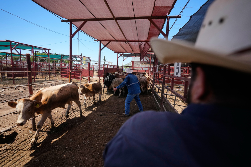 Handlers sort calves at the pens of a regional cattle ranchers association ahead of the announced reopening of the U.S. border to Mexican cattle imports, in Hermosillo, Mexico, Monday, Aug. 17, 2026. (AP Photo/Fernando Llano)