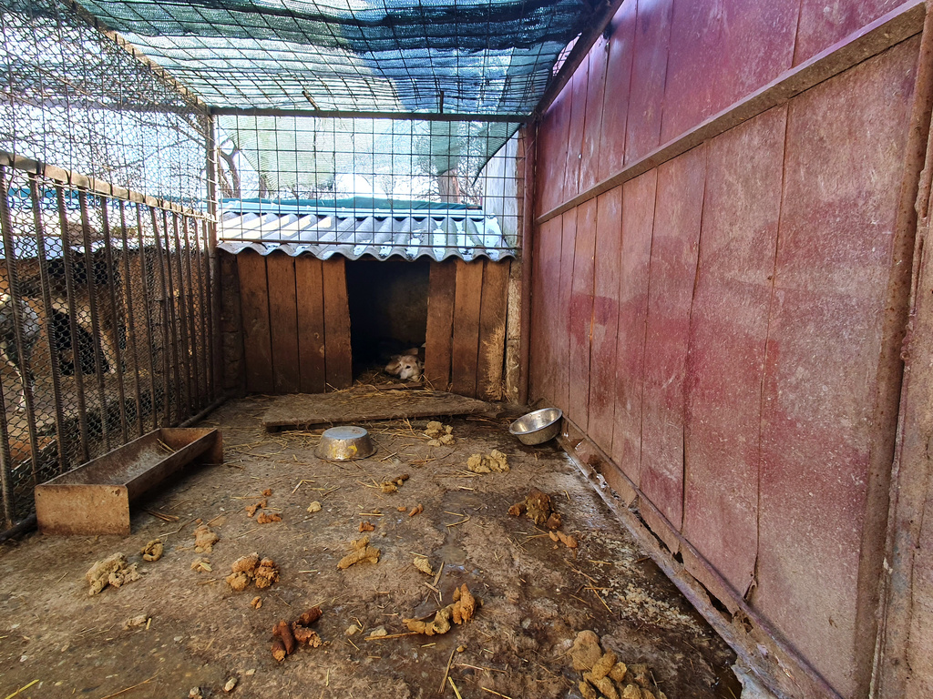 In this image provided by the Four Paws animal welfare organization a dog sits in a dirty enclosure at a shelter in Vaslui, Romania, Jan. 18, 2026. (Vier Pfoten via AP)