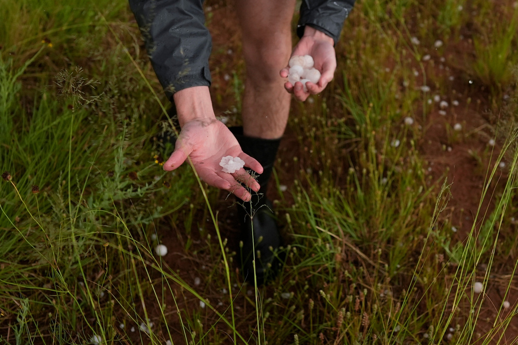 FILE - Tony Illenden, a member of Northern Illinois University's Husky Hail Hunter team, picks up hail during a Project ICECHIP operation June 6, 2025, near Morton, Texas. (AP Photo/Carolyn Kaster, File)