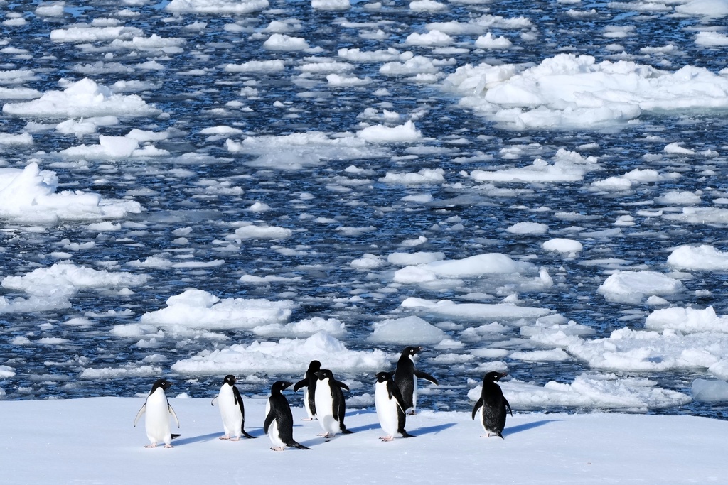 FILE - Adelie penguins stand on a block of floating ice at Yalour Islands in Antarctica, Nov. 24, 2025. (AP Photo/Mark Baker, File)