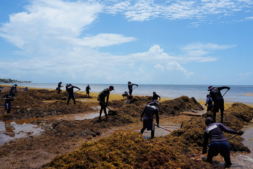 Members of Mexican Navy remove sargassum along the shore of Puerto Morelos, Mexico, Thursday, July 30, 2026. (AP Photo/Fernando Llano)