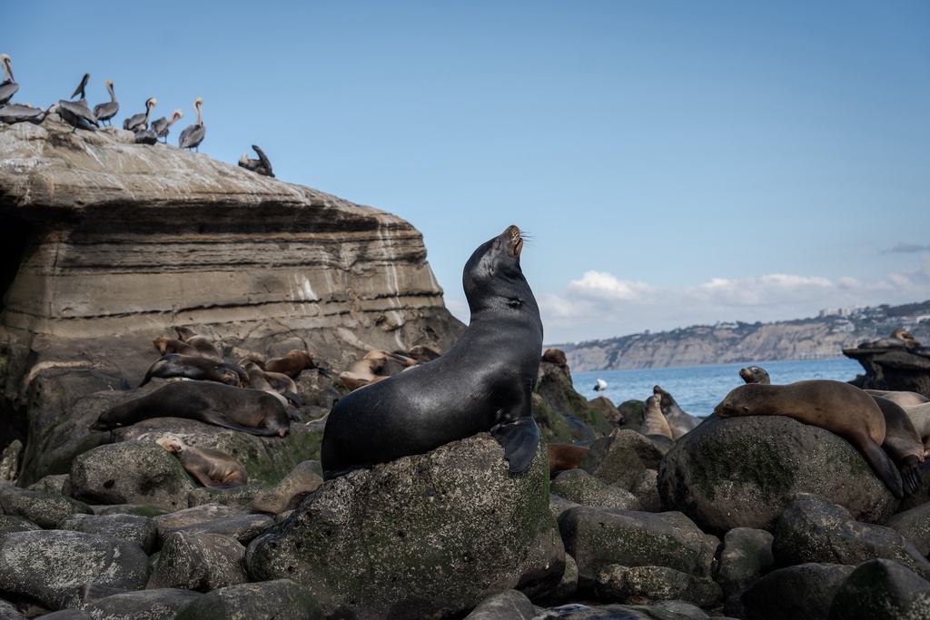A sea lion basks in the sun in La Jolla, Calif., Wednesday, Dec. 3, 2025. (AP Photo/Annika Hammerschlag)