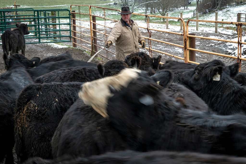 Josh Pyles sorts through a herd of calves at his farm in Henry County, Ky., Saturday, Dec. 13, 2025. (AP Photo/Michael Swensen)