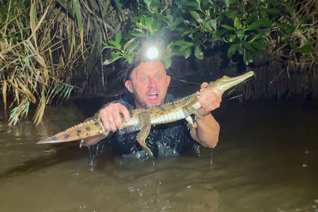 In this photo provided by Australian Reptile Park, its manager Billy Collett reacts as holds a freshwater crocodile caught in Ironbark Creek near Newcastle, Australia, Sunday, March 1, 2026 (Brandon Gifford/Australian Reptile Park via AP)