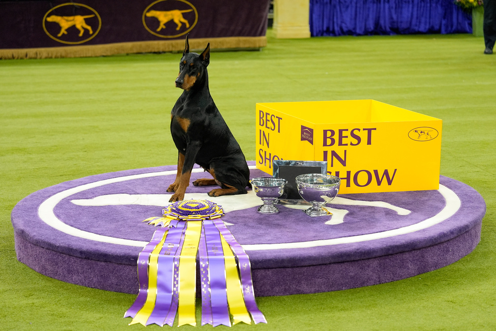 Penny, a doberman pinscher, poses for photos after winning Best in Show of the 150th Westminster Kennel Club Dog Show, Tuesday, Feb. 3, 2026, in New York. (AP Photo/Yuki Iwamura)