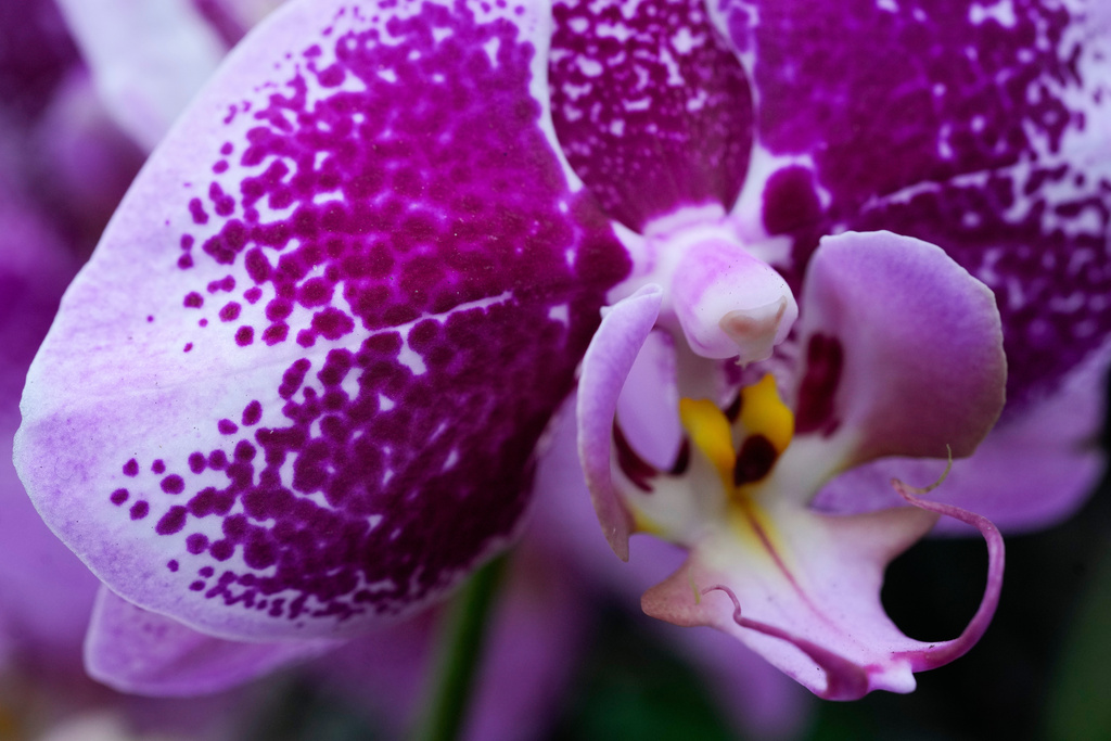 A Phalaenopsis orchid is on display as finishing touches are placed on the 12th annual Chicago Botanic Garden Orchid Show, Friday, Feb. 6, 2026, in Glencoe, Ill. (AP Photo/Erin Hooley)