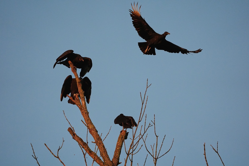 A black vulture, top right, flies Monday, Sept. 29, 2025, in Cincinnati. (AP Photo/Joshua A. Bickel)