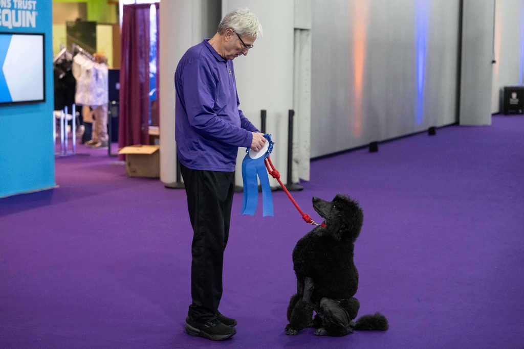 Corrests dogs breed and name - A handler stands with his dog, Gerard, a Standard Poodle, after competing in the Masters Agility Championship Finals at the 150th Westminster Kennel Club Dog show, Saturday, Jan. 31, 2026, at the in New York. (AP Photo/Yuki Iwamura)