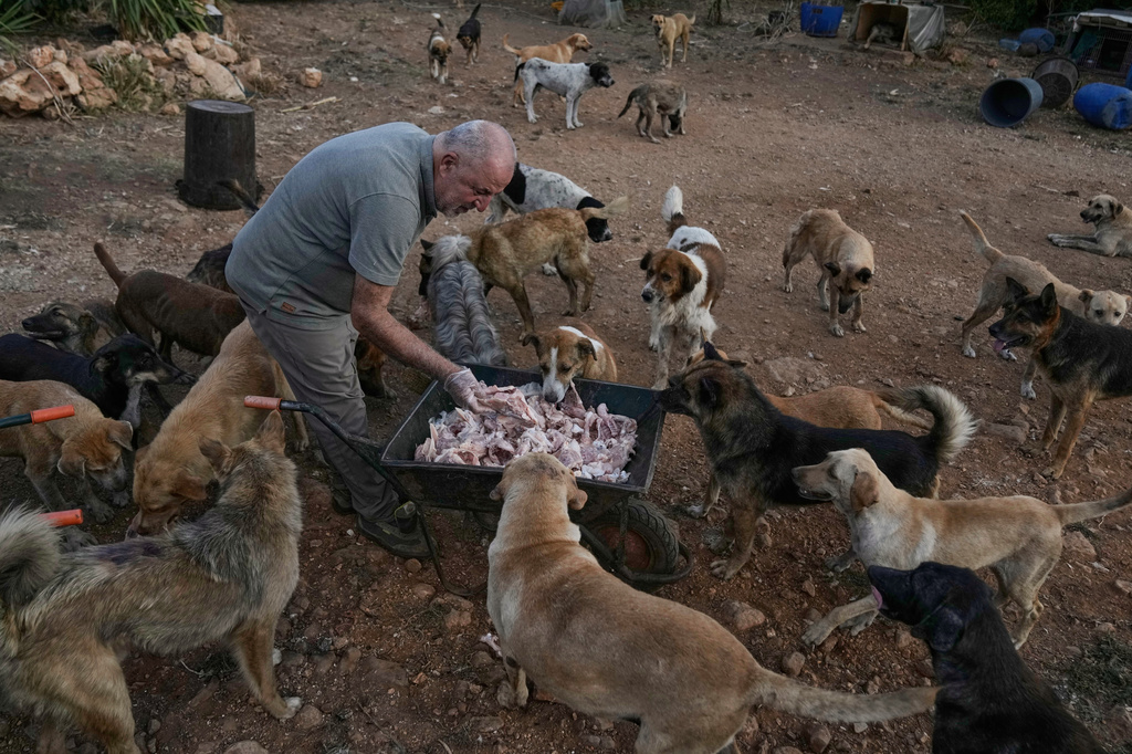 Hussein Hamza, feeds dogs left behind by their owners after they fled following the outbreak of the latest Israel-Hezbollah war, at his animal shelter in the village of Kfaroue, near Nabatiyeh, southern Lebanon, Thursday, July 2, 2026. (AP Photo/Bilal Hussein)