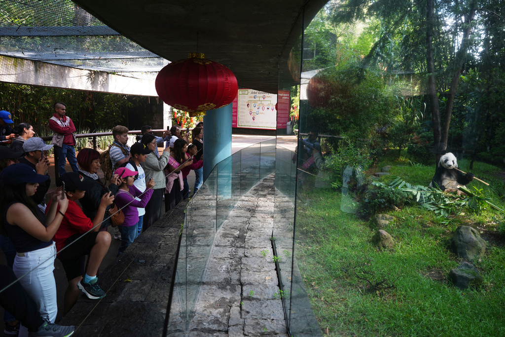 Visitors watch Xin Xin, the 35-year-old Mexican-born panda, as she eats bamboo stalks in her enclosure at the Chapultepec Zoo in Mexico City, Thursday, Aug. 14, 2025. (AP Photo/Eduardo Verdugo)