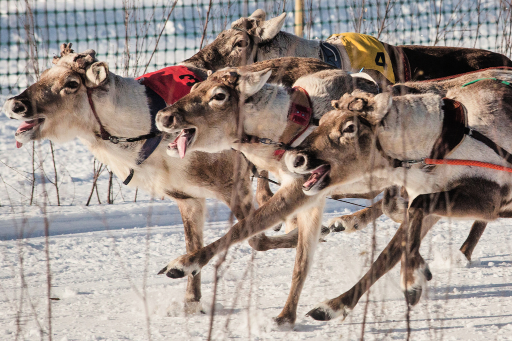 Reindeer compete during the Salla Porocup reindeer sprint racing event on the frozen Lake Keselmajarvi in Salla, Finland, March 7, 2026. (AP Photo/Aino Vaananen)