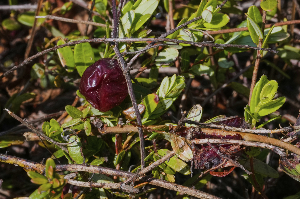 A cranberry from a past season rests on the vine on a bog in the process of being restored to a natural habitat at the South Meadow Bogs, Thursday, Aug. 7, 2025, in Carver, Mass. (AP Photo/Charles Krupa)