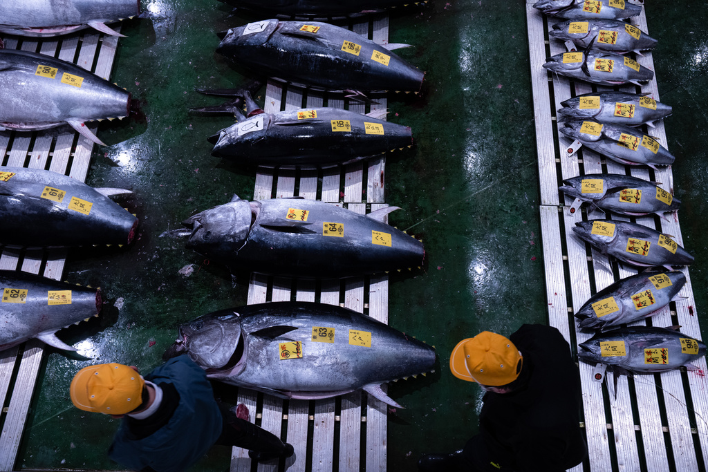 Wholesalers inspect bluefin tuna at the New Year's tuna auction at Toyosu fish market in Tokyo, Monday, Jan. 5, 2026. (AP Photo/Louise Delmotte)