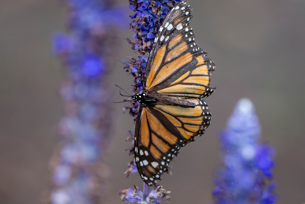 FILE - A monarch butterfly lands on a flower, Sept. 6, 2025, in Washington. (AP Photo/Alex Brandon, File)