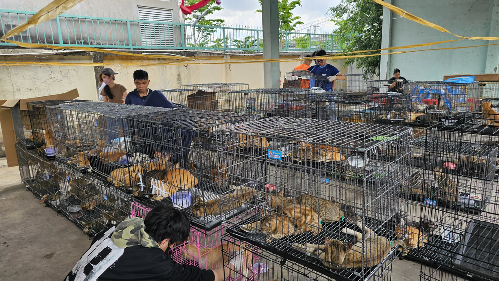 This photo released by Humane World for Animals Viet Nam shows cats in cages that were seized by the police in Ho Chi Minh City, Vietnam, on June 15, 2026. (Phuong Pham/Humane World for Animals Viet Nam)