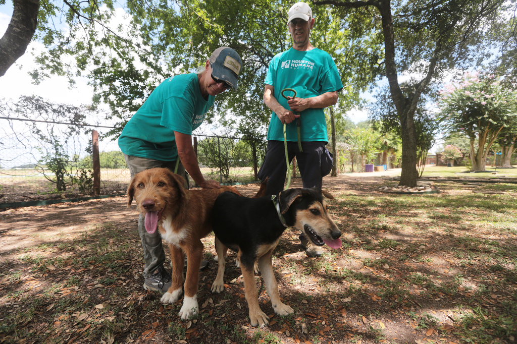 Houston Humane Society volunteers Dawn York, left, and Kent Williamson, right, walk Graphite and Shadow at the Humane Society in Houston, Friday, Aug. 14, 2026. (AP Photo/Lekan Oyekanmi)