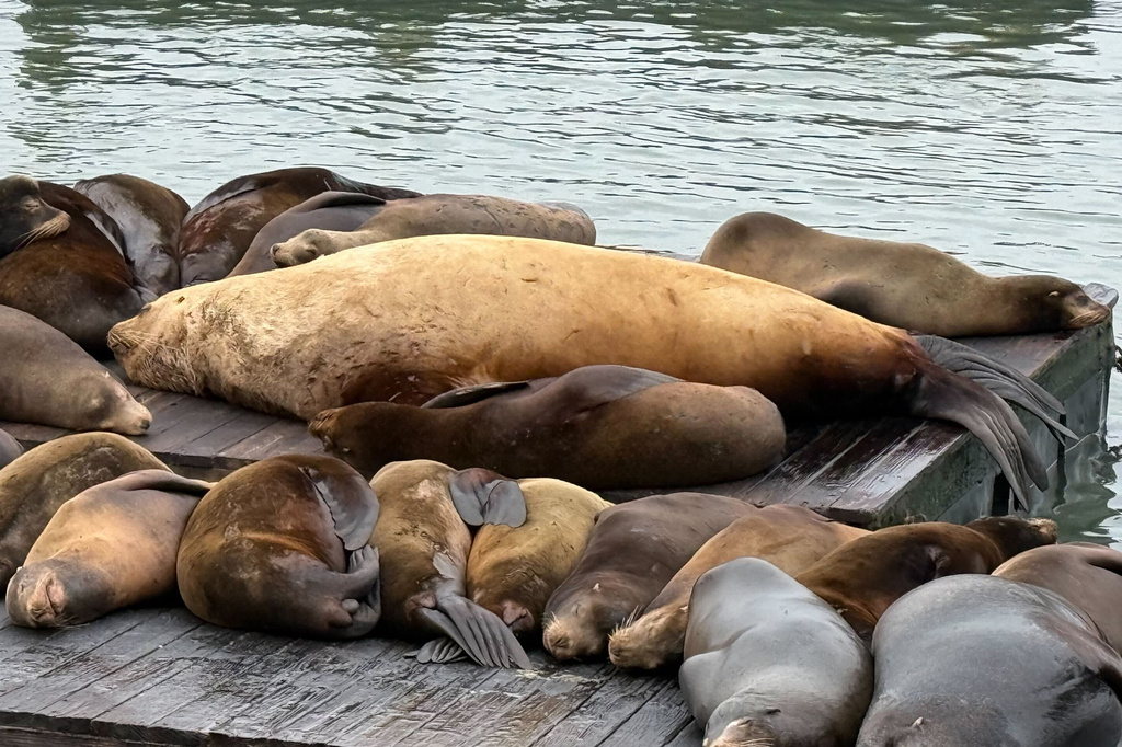 Chonkers, a giant Steller sea lion, lies at center with other sea lions on a dock at Fisherman's Wharf, Thursday, April 30, 2026. (AP Photo/Haven Daley)