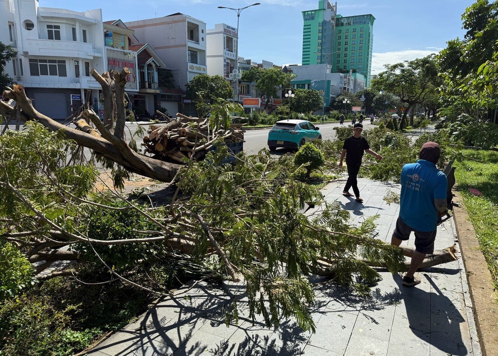 Fallen trees on a sidewalk in Dak Lak, Vietnam on Friday, Nov. 7, 2025 after Typhoon Kalmaegi lashed Vietnam with fierce winds and torrential rains. (AP Photo/Hau Dinh)