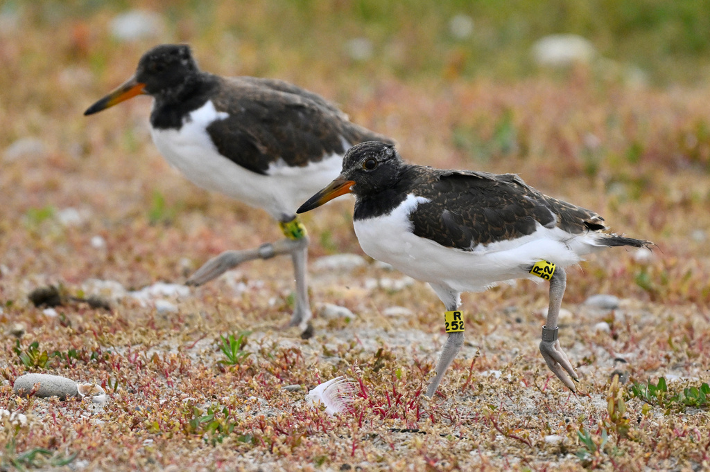 Newly banded oystercatcher chicks are released at Trustom Pond National Wildlife Refuge in South Kingstown, R.I., June 19, 2026. (AP Photo/Jessica Hill)