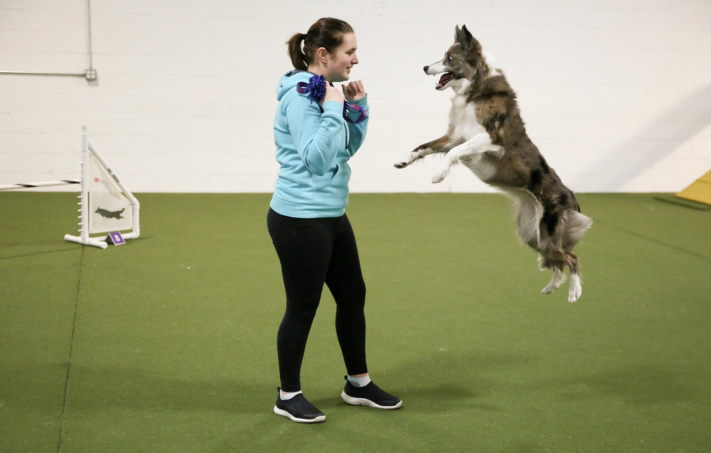 Emily Klarman, a Westminster Masters Agility Championship-winning dog handler, plays with Swish, a border collie, after a practice run at UDog Agility in Huntingdon Valley, Pa., on Thursday, Jan. 15, 2026. (AP Photo/Jennifer Peltz)