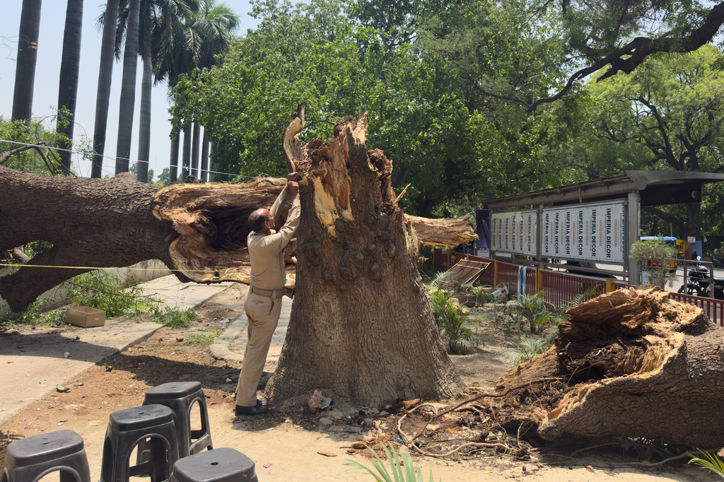 A Home Guard member ties a rope to a fallen tree to set up a temporary shelter following dust storms and heavy rain in Prayagraj, India, Thursday, May 14, 2026. (AP Photo/Rajesh Kumar Singh)