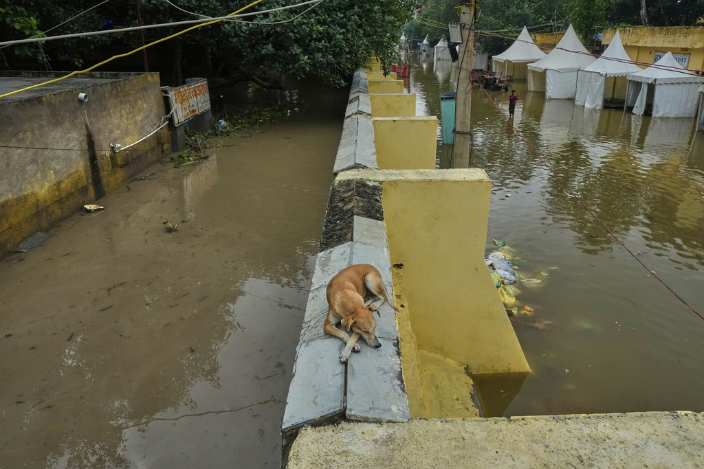 A stray dog sits on the top of a wall surrounded with flooded water after the river Yamuna, swollen by incessant rain in the higher regions, overran its banks, in New Delhi, India, Friday, Sept. 5, 2025. (AP Photo/Manish Swarup)