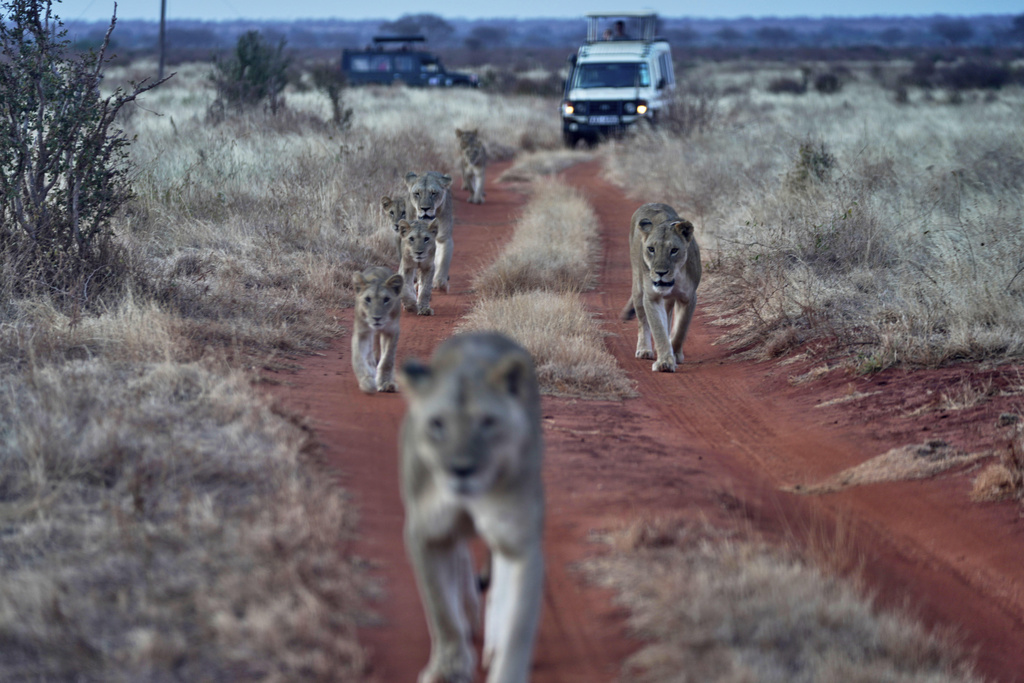 Lions roam in Tsavo-East National Park, near Voi town in Taita-Taveta County, Kenya, on Aug. 6, 2025. (AP Photo/Brian Inganga)