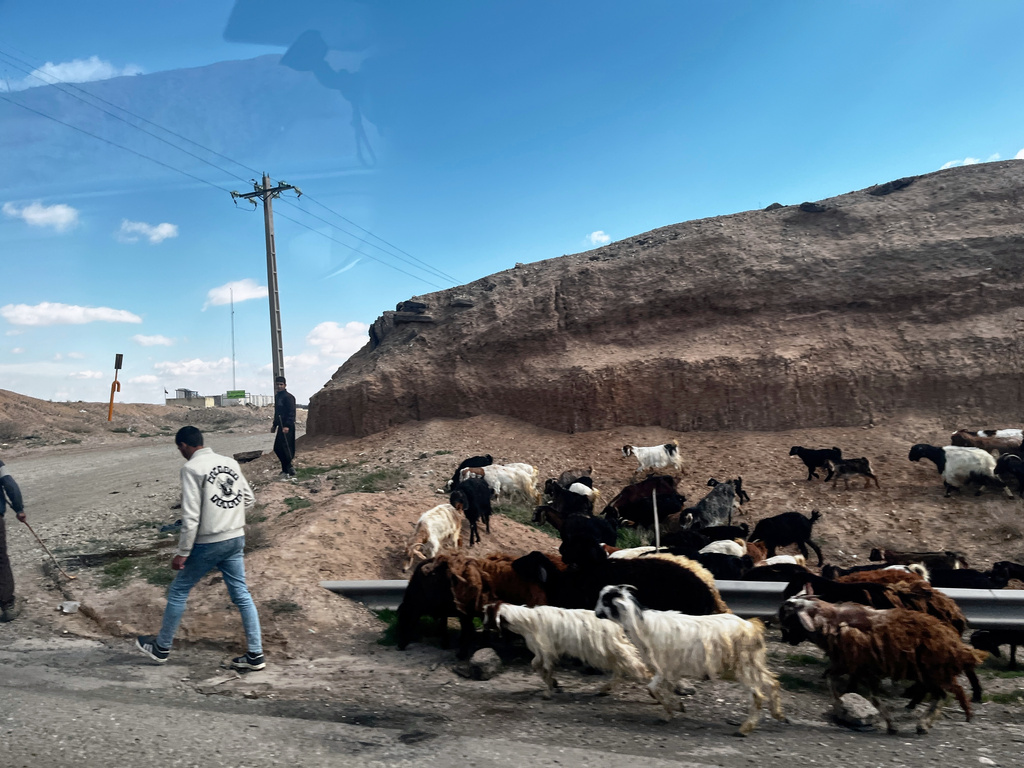 Shepherds herd goats along Road 2 near Zanjan, Iran, Thursday, April 9, 2026. (AP Photo/Francisco Seco)