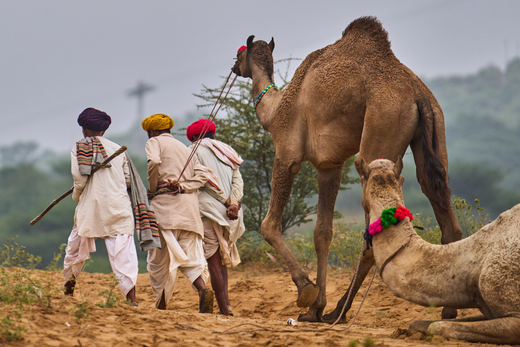 Camel herders walk with their camels at the annual cattle fair in Pushkar, in the western Indian state of Rajasthan, Tuesday, Oct. 28, 2025. (AP Photo/Rajesh Kumar Singh)