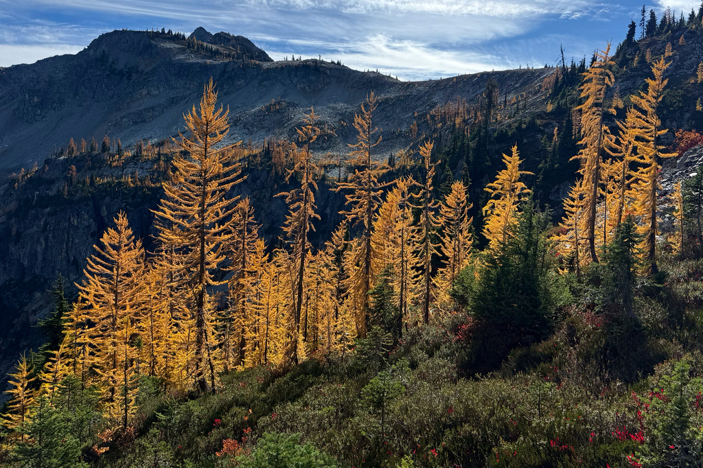 In this photo taken with a phone, golden larches glow in the sunlight in Okanogan-Wenatchee National Forest, near Mazama, Wash., Thursday, Oct. 8, 2026. (AP Photo/Annika Hammerschlag)