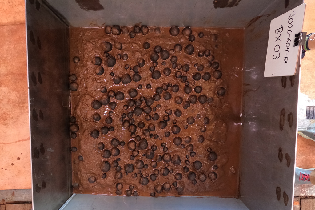 FILE - This photo provided by the U.S. Geological Survey shows polymetallic nodules in a sample from the seafloor that was collected on April 14, 2026, in U.S. waters off American Samoa. (USGS via AP, File)