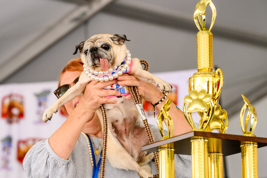 Pug rescue Jinny Lu celebrates winning first place in the World's Ugliest Dog Contest at the Sonoma County Fair in Santa Rosa, Calif., on Friday, Aug. 14, 2026. (AP Photo/Noah Berger)
