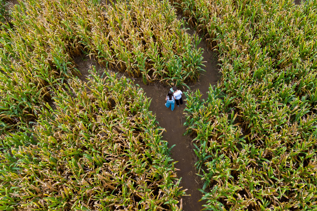 People use a map to navigate a 5-acre corn maze designed as a portrait of Dolly Parton at Twins BBQ Co. in Brookfield, Conn., Sunday, Sept. 13, 2026. (AP Photo/Ted Shaffrey)