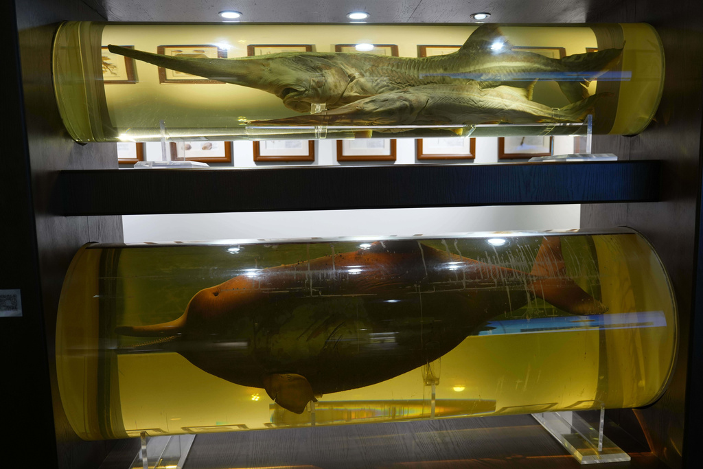Specimens of the aquatic life forms found in the Yangtze River is displayed at the Museum of Hydro-biological Sciences in Wuhan in central China's Hubei province on June 16, 2025. (AP Photo/Ng Han Guan)