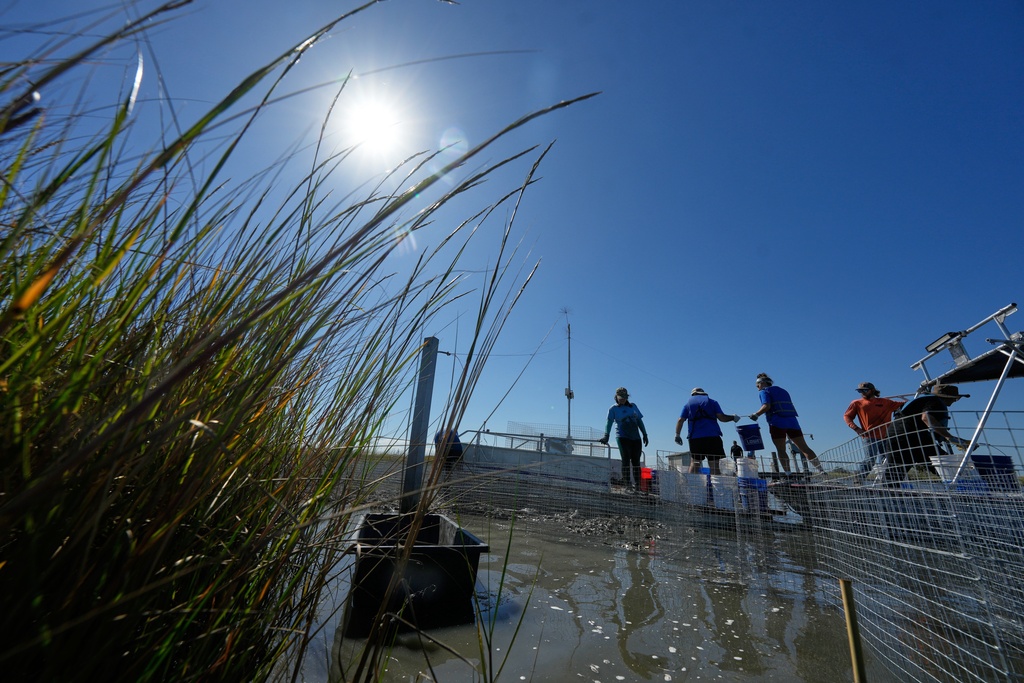 Volunteers fill mesh containments with oyster shells during a reef barrier project organized by the Coalition To Restore Coastal Louisiana in Cocodrie, La., Friday, Oct. 24, 2025. (AP Photo/Gerald Herbert)